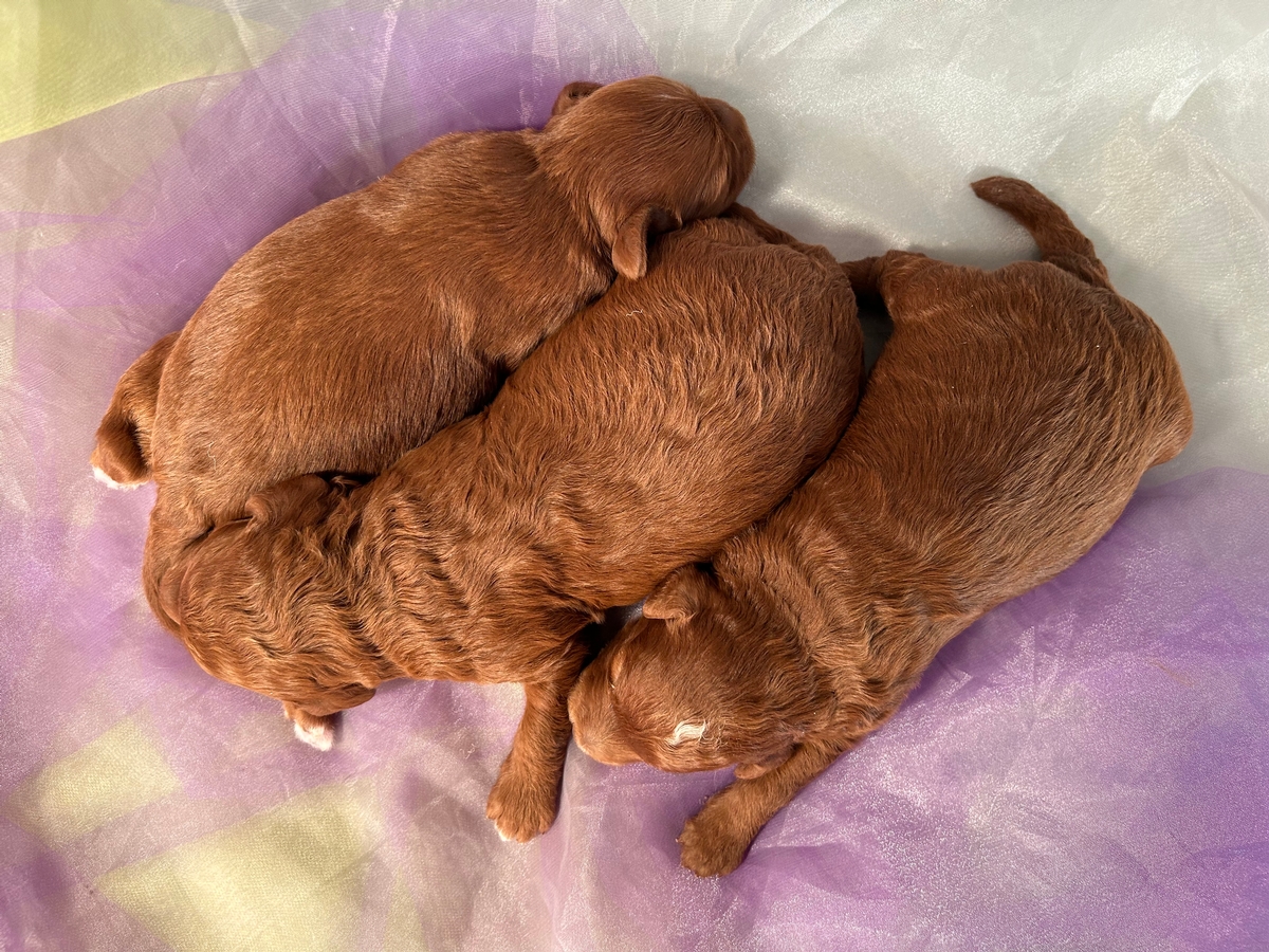 Dark Red Mini Bernedoodle Puppies for Sale